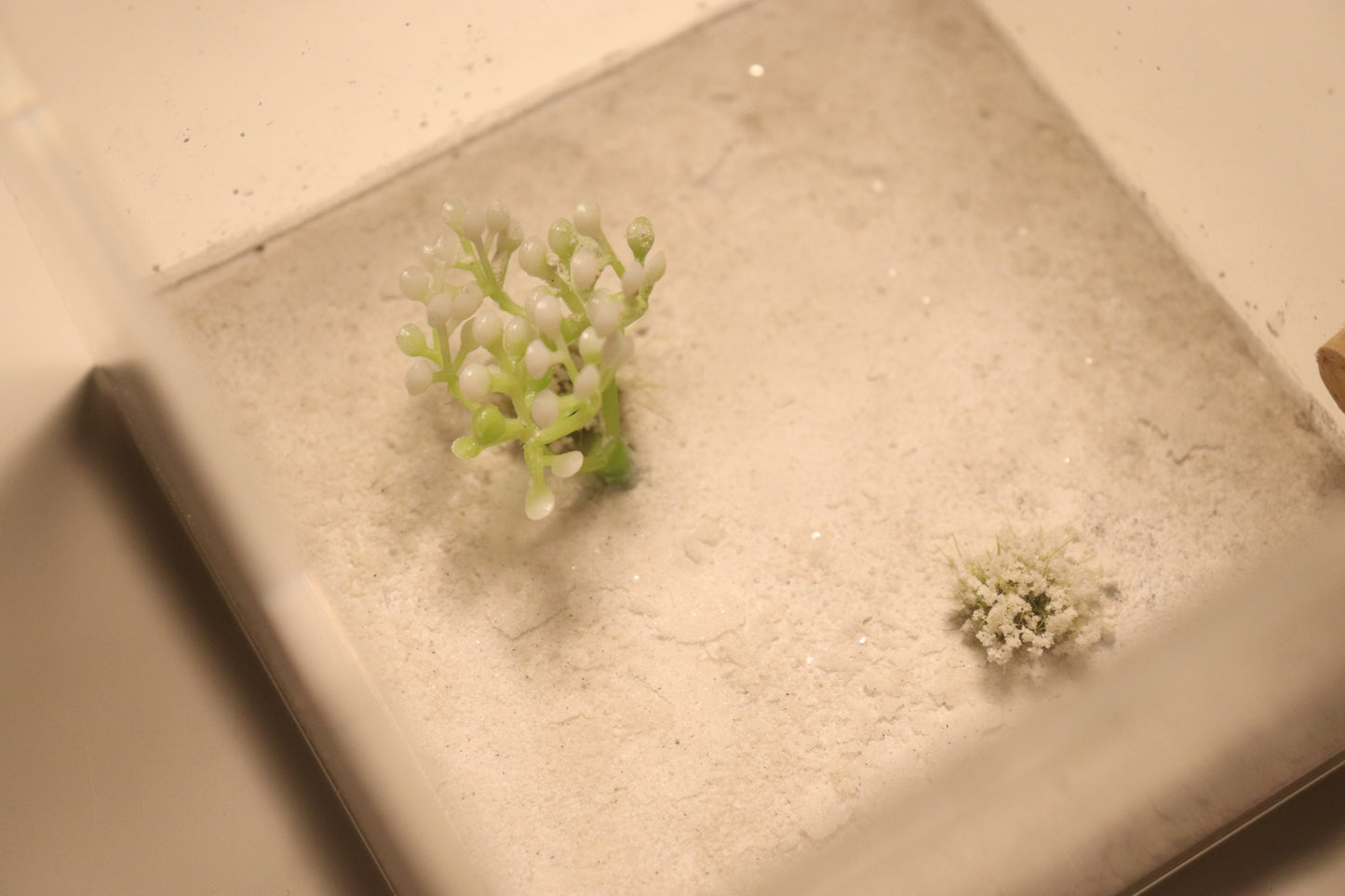 Dunefield Outworld: Carina's Flower