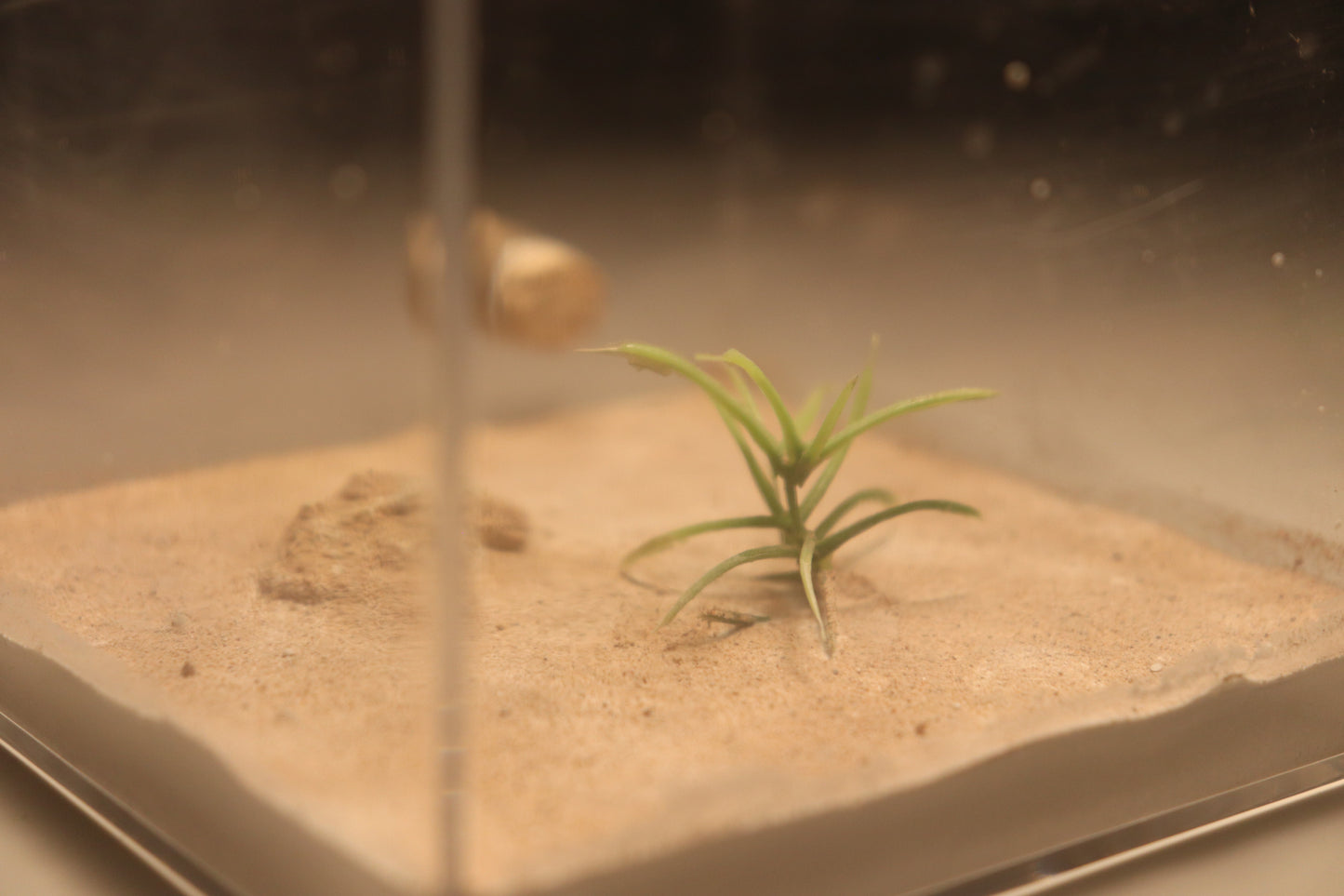 Arid Desert Outworld: Petraflora