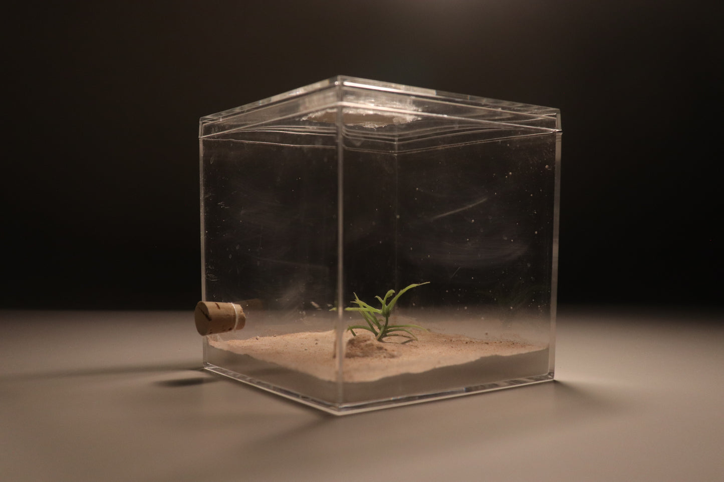 Arid Desert Outworld: Petraflora