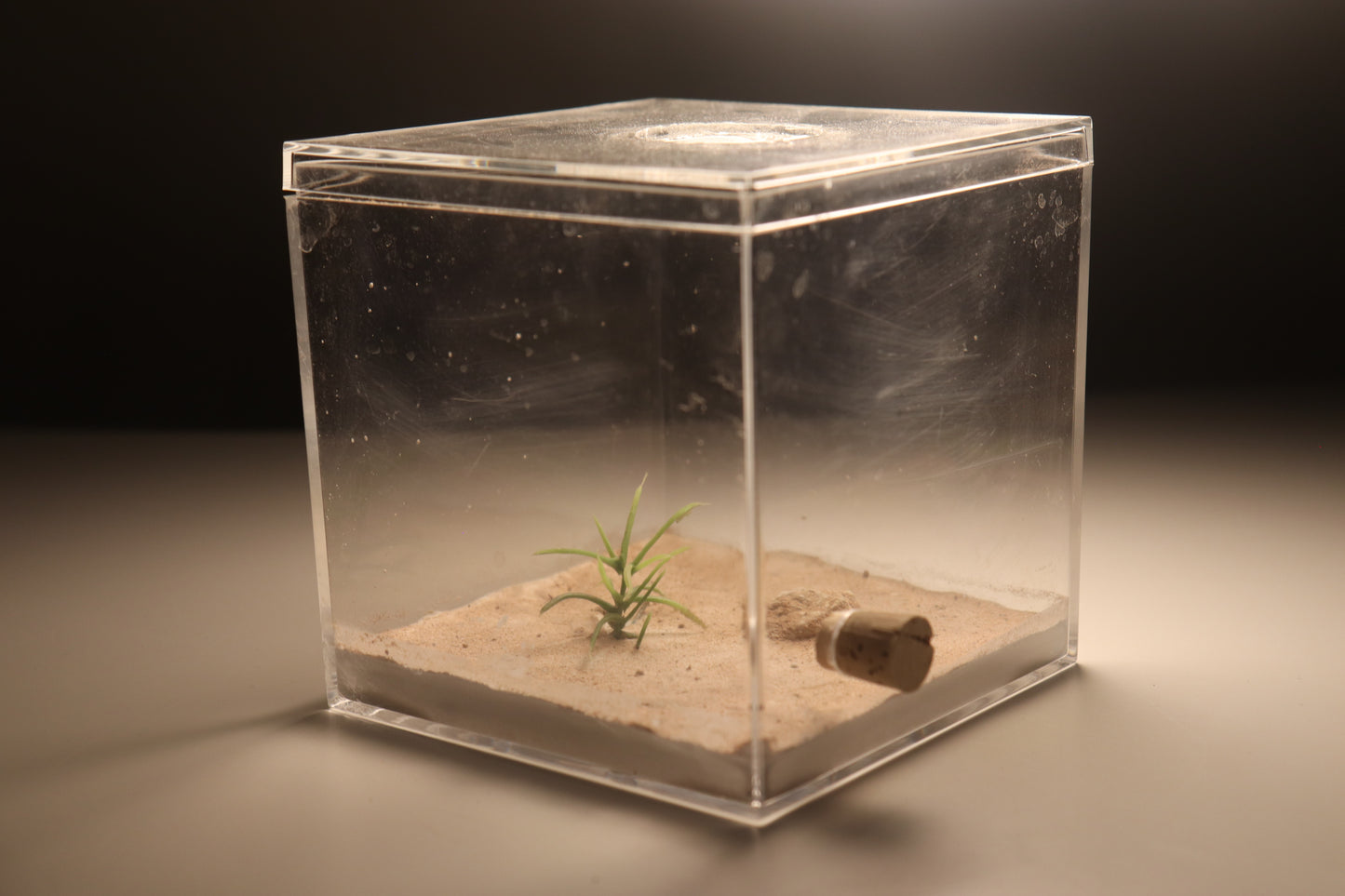 Arid Desert Outworld: Petraflora