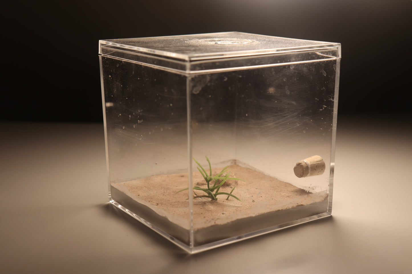 Arid Desert Outworld: Petraflora