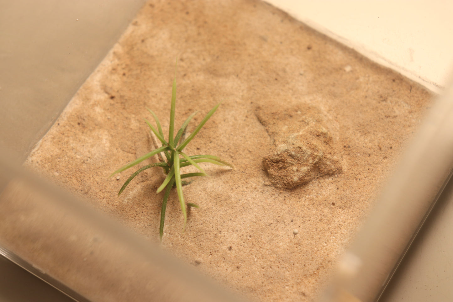 Arid Desert Outworld: Petraflora