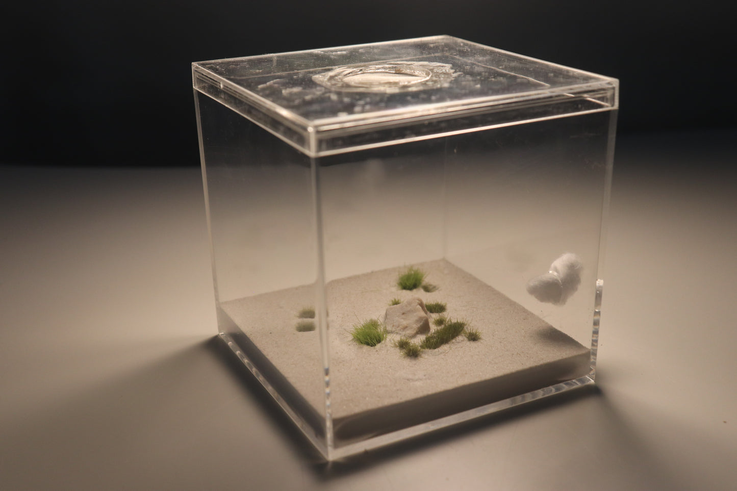 Dunefield Outworld: Ancient Stone "Overgrown"