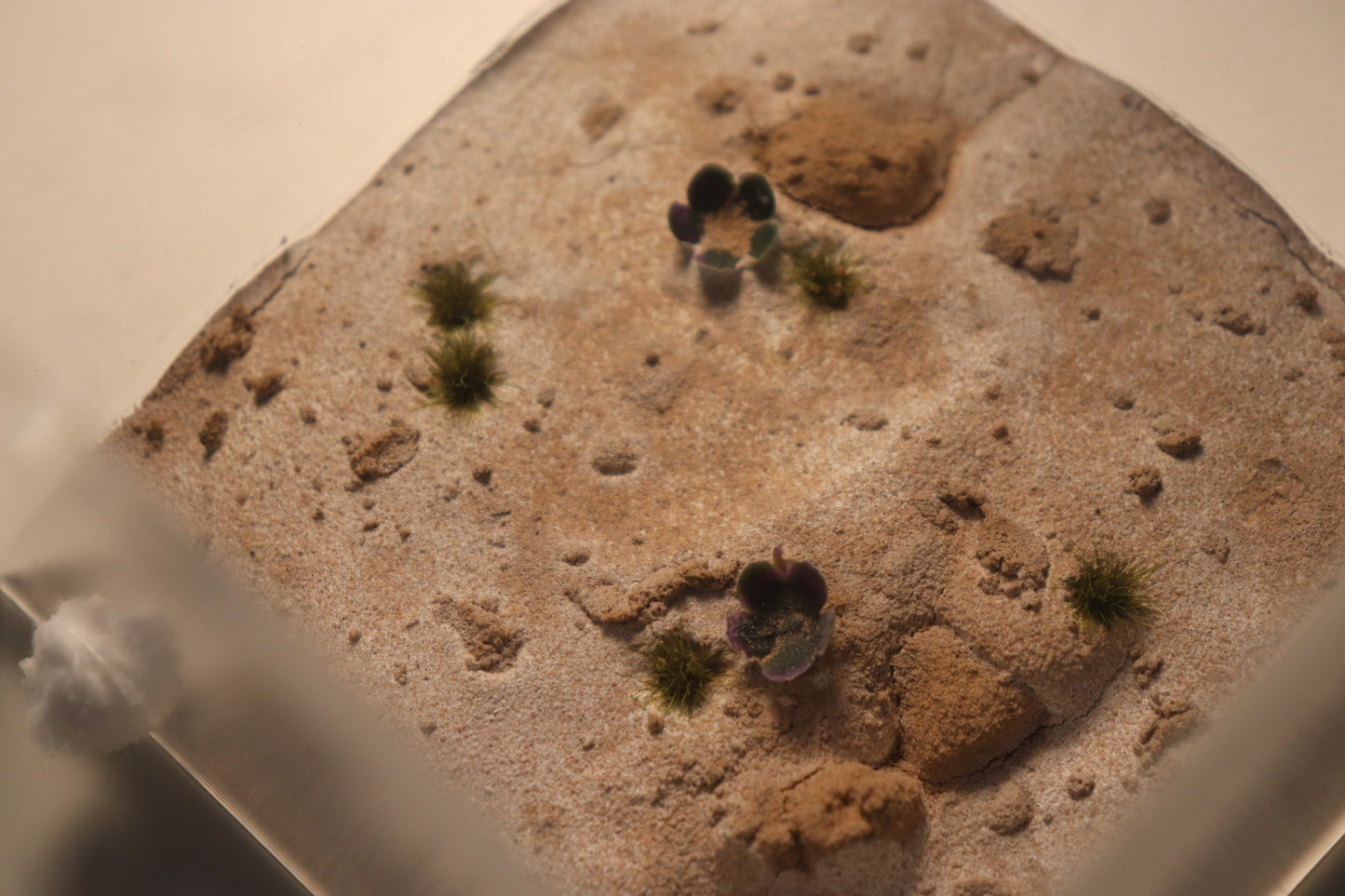 Arid Desert Outworld: Sahara Blooms