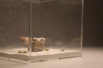 Dunefield Outworld: Ancient Stone