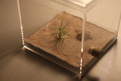 Arid Desert Outworld: Petraflora