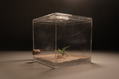 Arid Desert Outworld: Petraflora