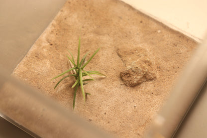 Arid Desert Outworld: Petraflora