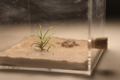 Arid Desert Outworld: Petraflora