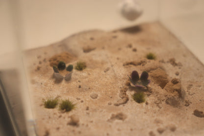 Arid Desert Outworld: Sahara Blooms