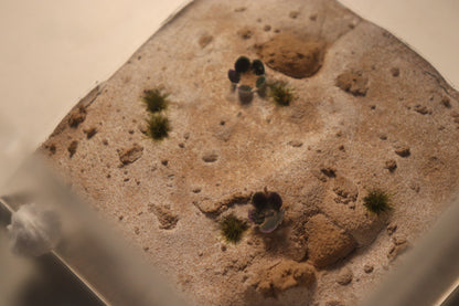 Arid Desert Outworld: Sahara Blooms