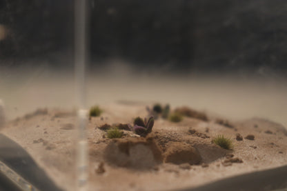 Arid Desert Outworld: Sahara Blooms