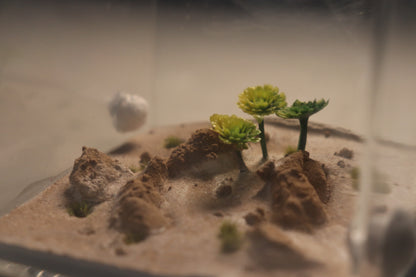 Arid Desert Outworld: Crest of Atlas