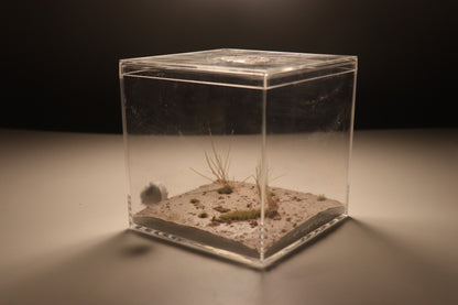 Arid Desert Outworld: