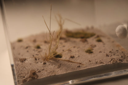 Arid Desert Outworld: